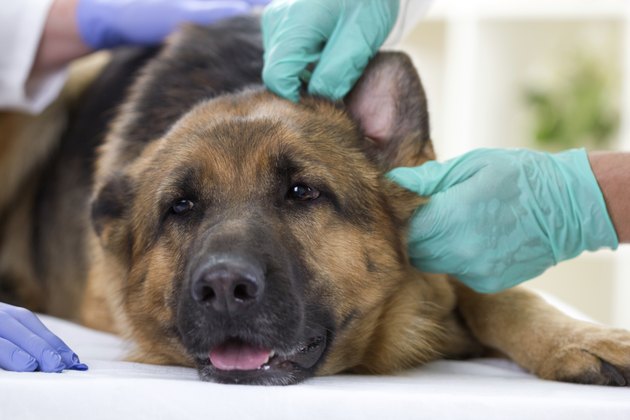 Vet checking the ears of a German Shepherd dog