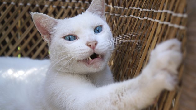 Scratching White Cat with Pink Nose