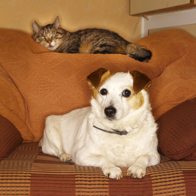 terrier dog and cat sitting on a sofa