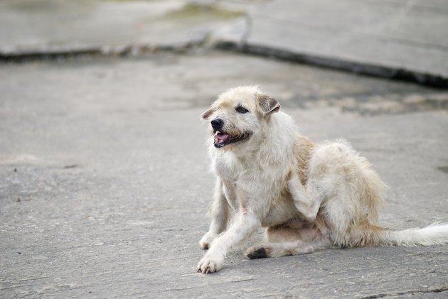 Deformed Dtreet Dog