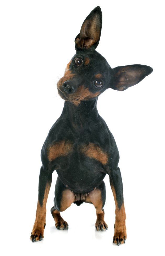 miniature pinscher