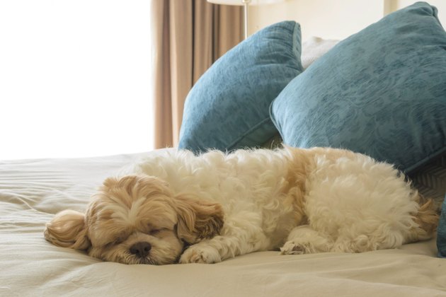 dog is sleeping on leather sofa