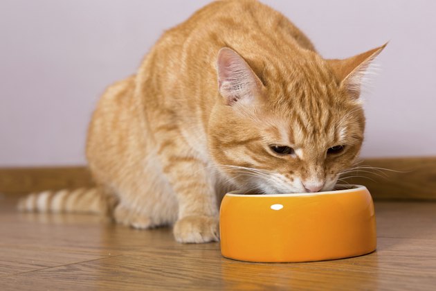 Red cat and bowl of dry food