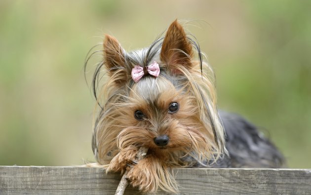 Female Yorkshire Terrier dog