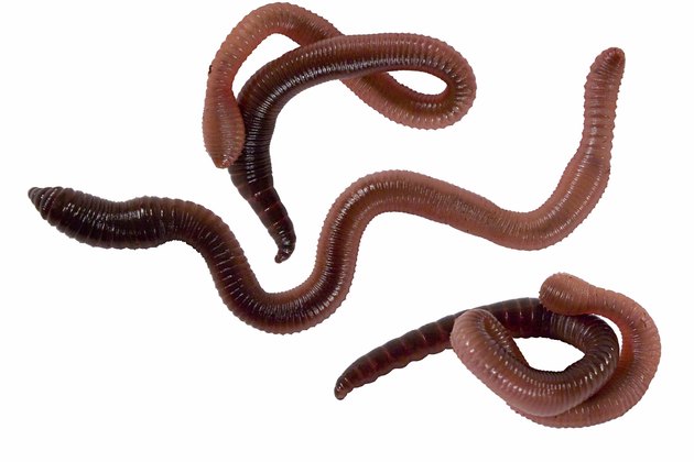 Long Term Effects Of Worms