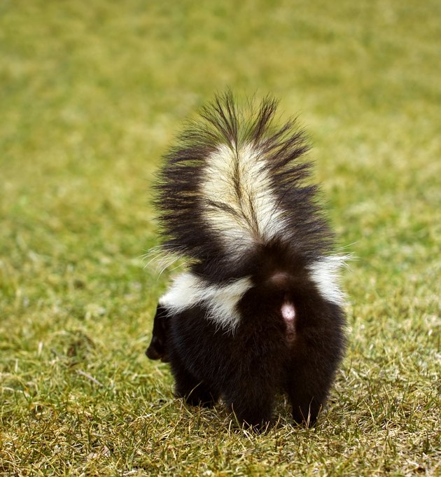 You Don't Wanna Be Here Striped Skunk