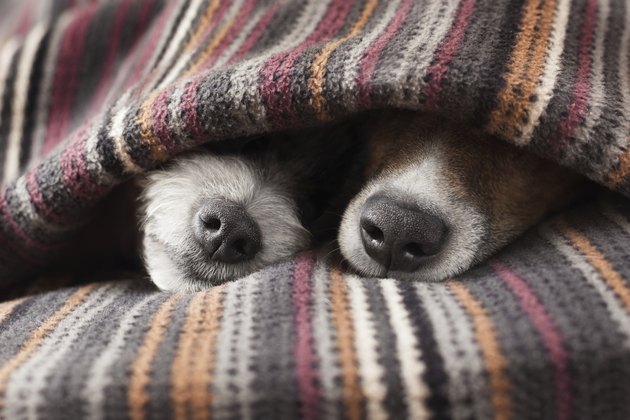 couple of dogs