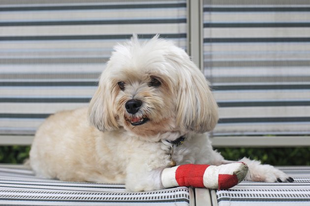 red bandage on front injured leg of Shih Tzu