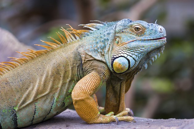 Green Iguana (Iguana iguana)