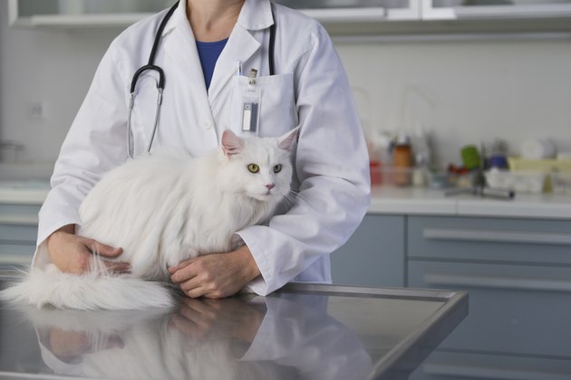 Maine Coon Cat at Veterinarian Clinic