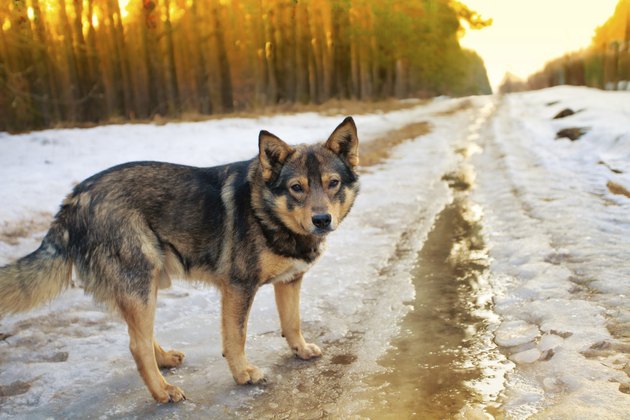 Dog walking on the snowy road in winter