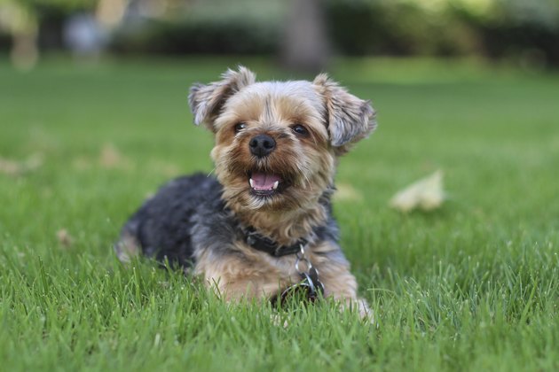 Yorkshire terrier