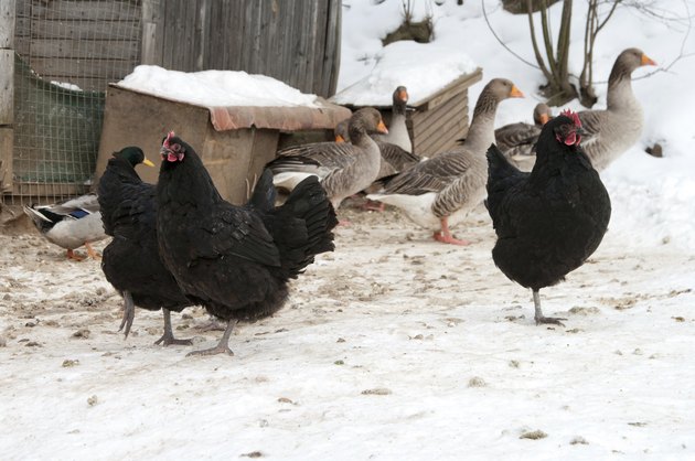 Poultry.