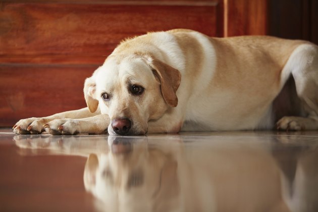 Dog at home