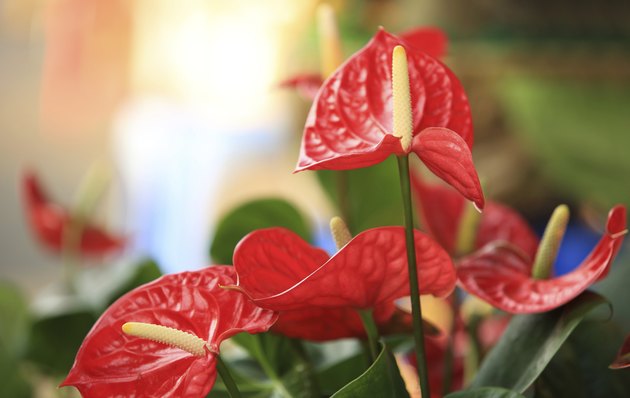 Red Anthurium