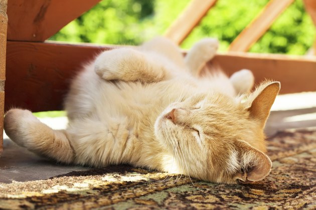 Lazy red cat