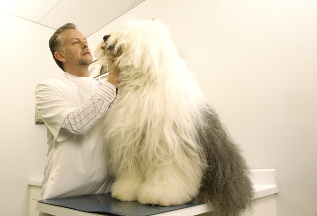 Mature male vet examining old English sheepdog in surgery