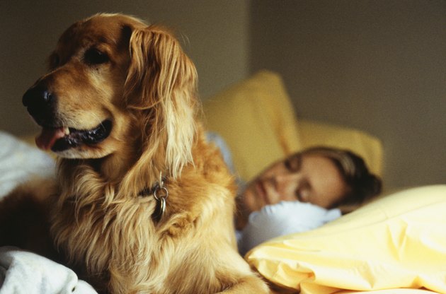 Golden retriever in bed with sleeping woman