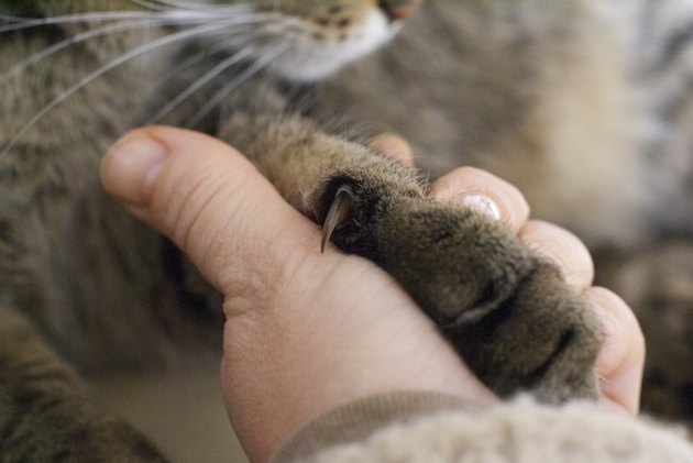 Human's hand holding cat paw with claw