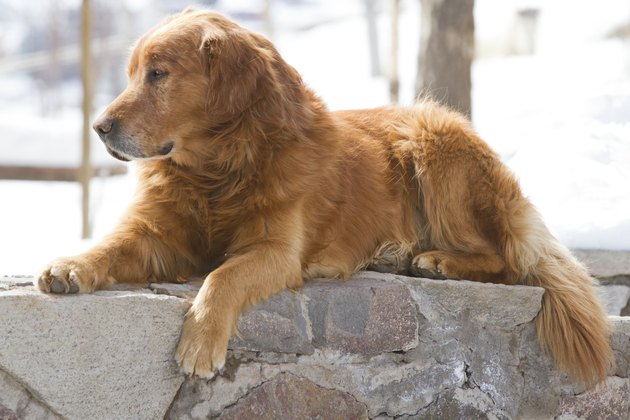 dog resting in street