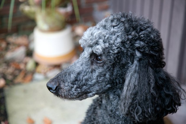 Portrait of poodle