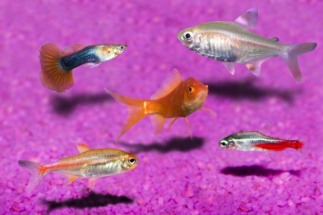 Aquarium