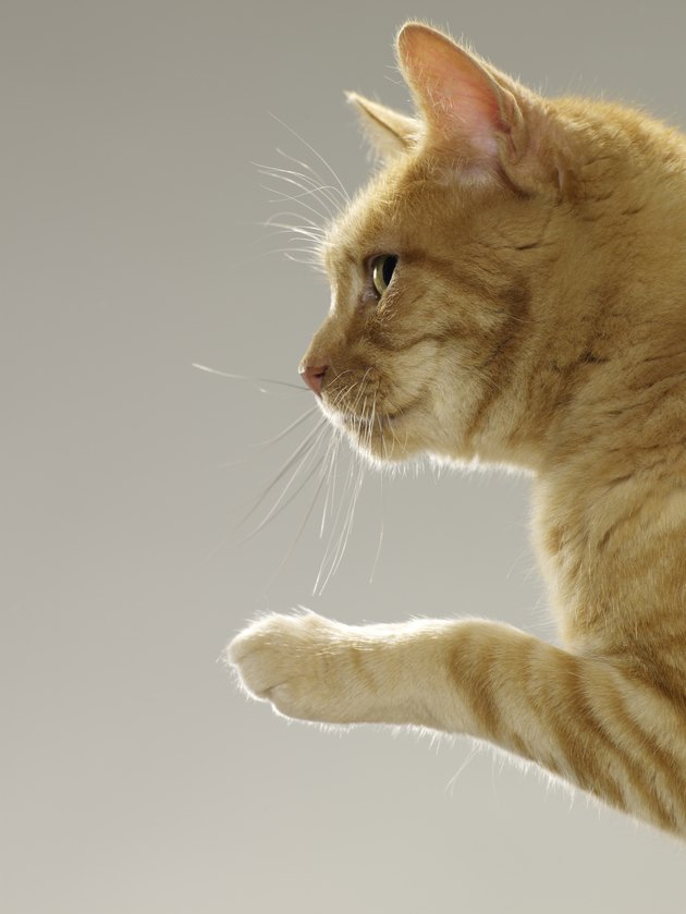 Ginger tabby cat raising paw, close-up, side view