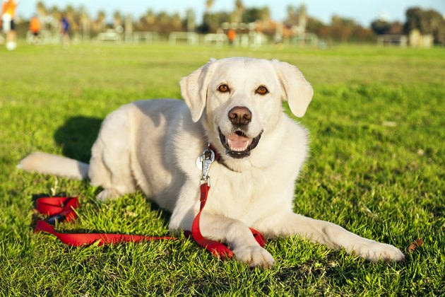 Mixed Labrador Dog Portrait at the Park