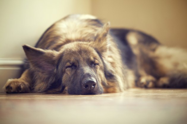 Sleeping beauty