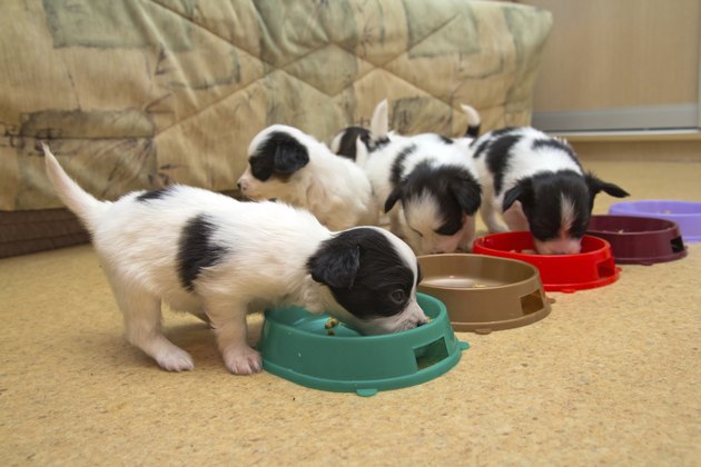 Little Puppies Papillon