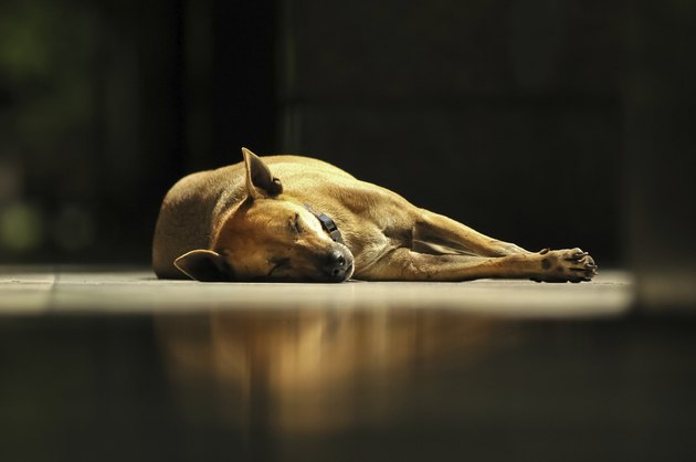brown Thai dog sleeps under sunlight