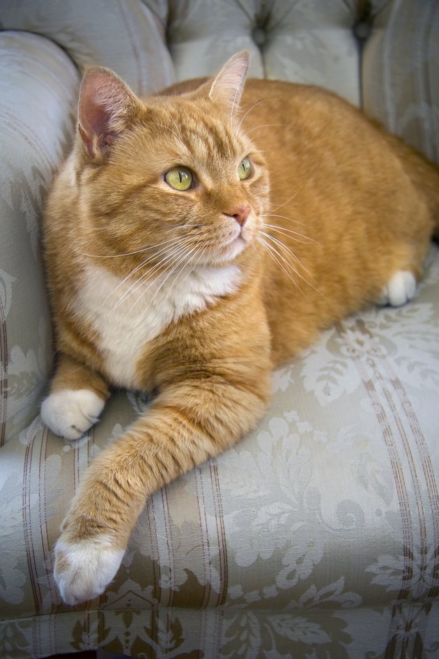Orange tabby cat