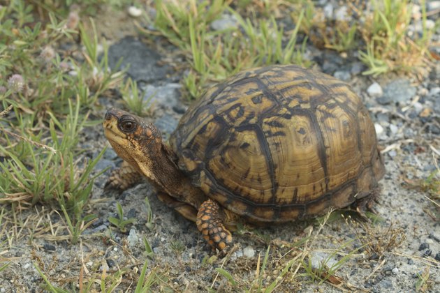 Eastern Box Turtle
