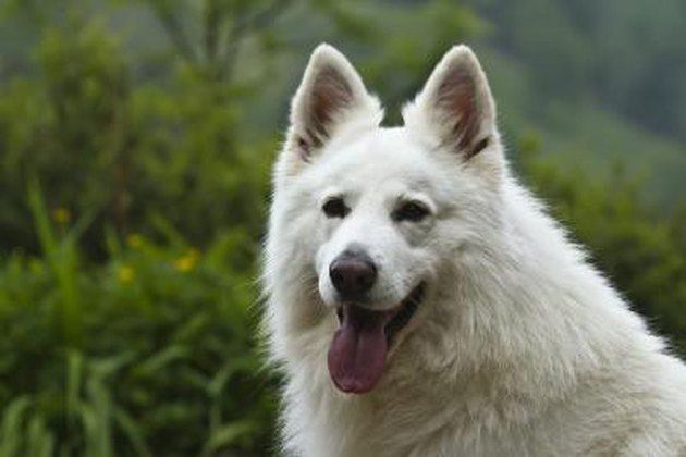 What Do White German Shepherds Cost? | Cuteness