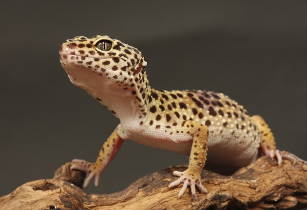 Leopard gecko