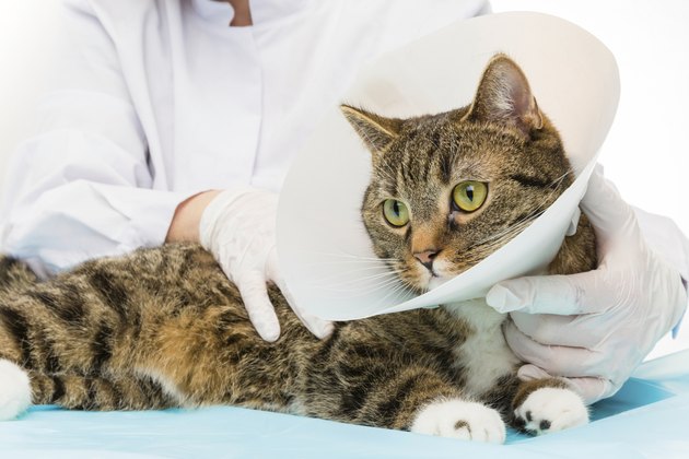 tiger cat at the doctor