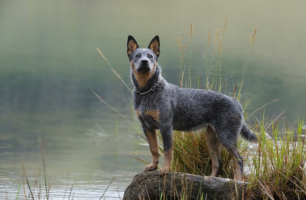 Australian Cattle Dog puppy