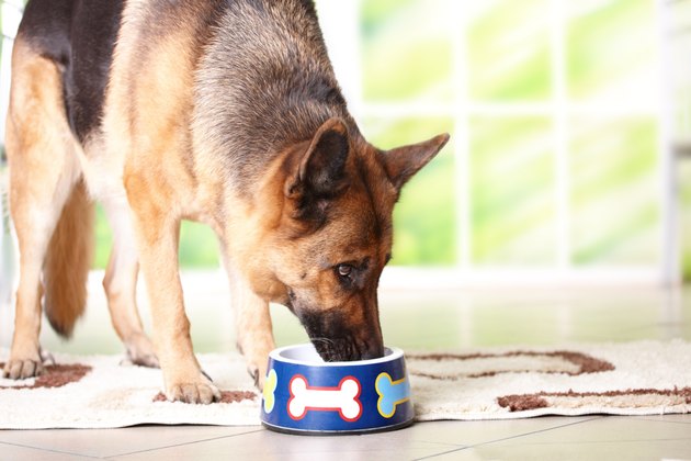 Dog eating from bowl