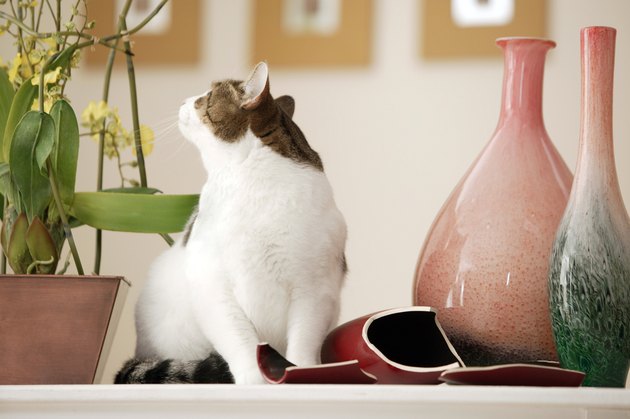 Cat sitting near a broken vase and flowers