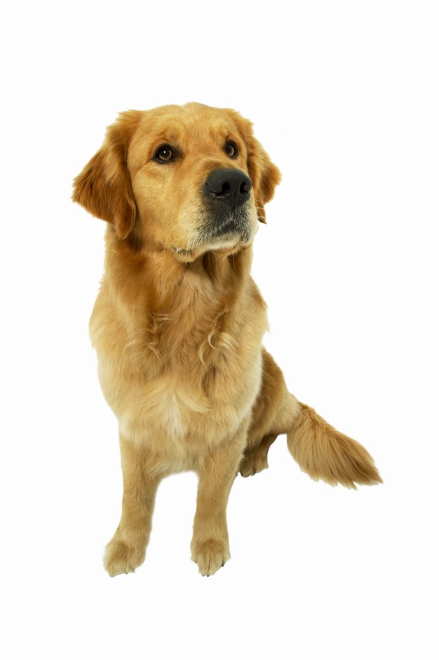 Close-up of golden retriever