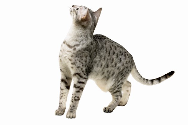 Close-up of a cat