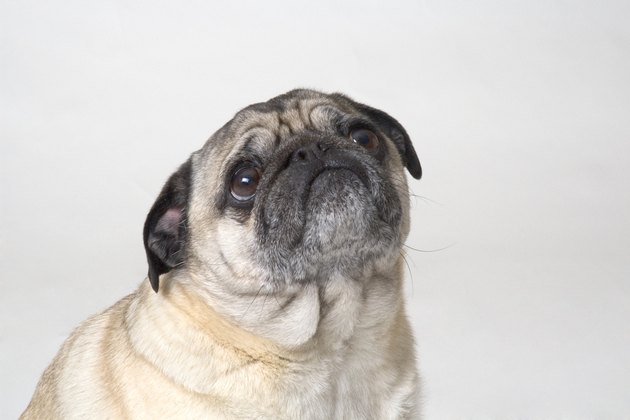 Portrait of a dog