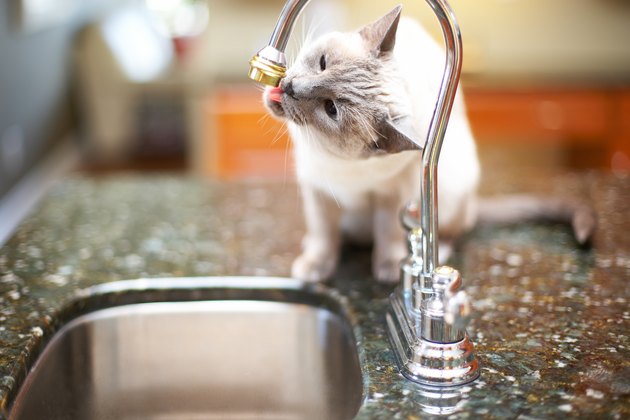 Cat licking kitchen faucet
