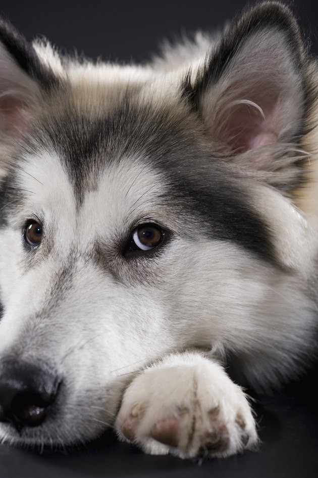 Alaskan Malamute looking at camera