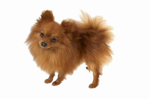 Close up of a Pomeranian