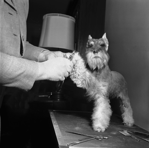 Dog Nail Clipping