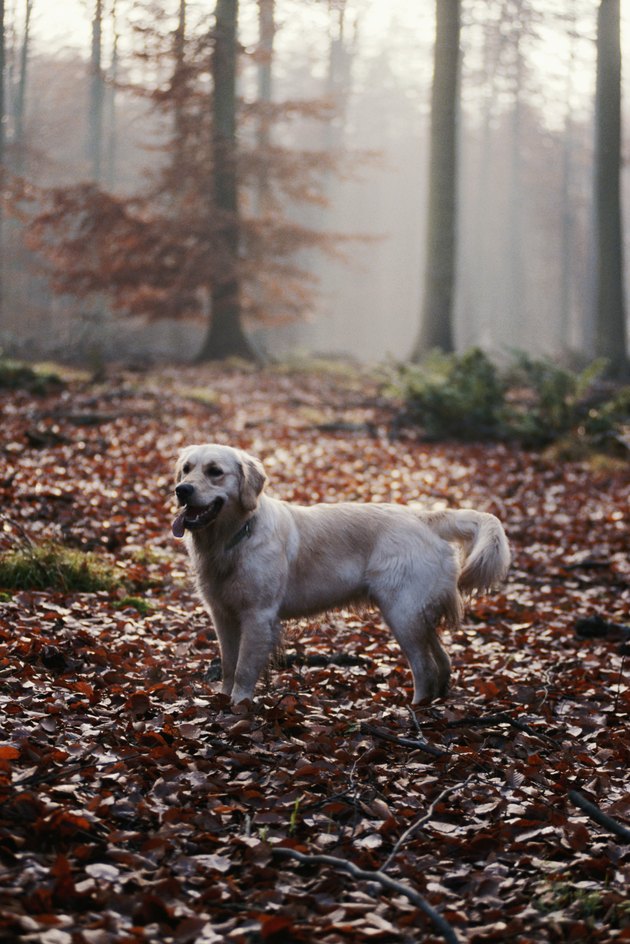 Dog standing in forest