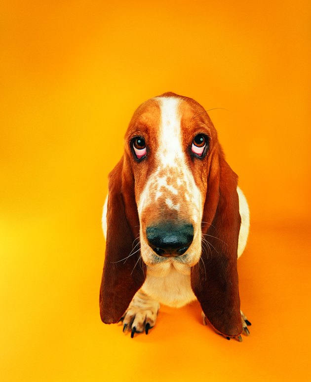Basset Hound looking upwards