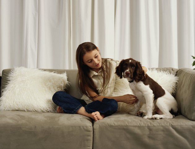 Girl (7-9) on sofa with springer spaniel puppy