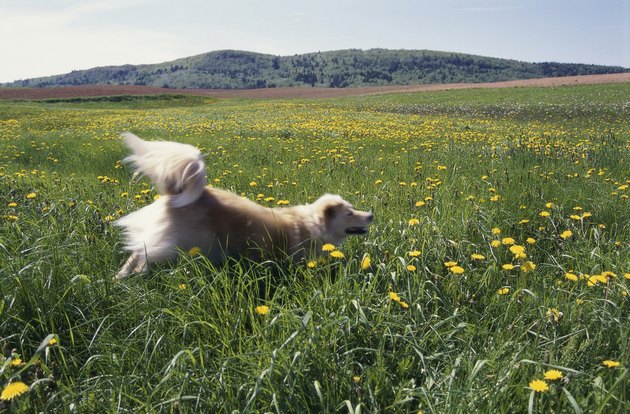 Dog running through a grassy field